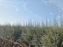 昭通雪松品種圖片大全| 雪松苗木種植基地 雪松苗圃基地圖1