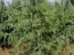 紅河20公分雪松苗價格| 25雪松苗木標(biāo)準(zhǔn) 河南雪松苗參照表圖6