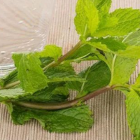 大量收購薄荷