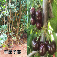 求購車?yán)遄用?00畝數(shù)量