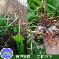求購(gòu)白芨苗50000株左右