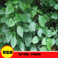 求購各種品質(zhì)板藍根