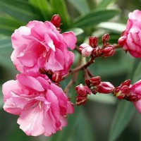 求購1.2米冠，10個以上分枝紅花夾竹桃