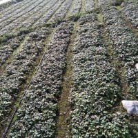 安徽省亳州市芍花堂國(guó)藥股份有限公司求購(gòu)草烏2000千克