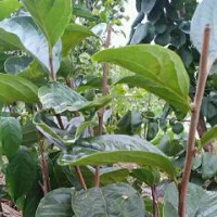 求購(gòu)柿子苗