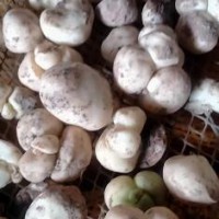 求購貝母數(shù)量3噸