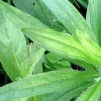 求購(gòu)魚膽草