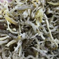 購玉竹，貨干，無雜質(zhì)