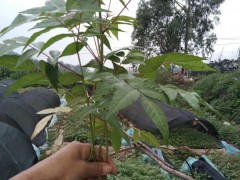 香椿芽適宜在什么地方栽種- 紅河彌勒市徐金紅香椿種植合作社圖1