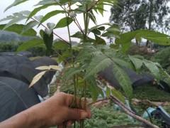 香椿苗的營養(yǎng)價值高- 紅河彌勒市徐金紅香椿種植合作社圖2