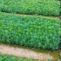 紅河扁柏，藏柏，濕地松，云南松，華山松，水冬瓜- 徐金紅香椿種植合作社