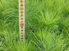 紅河扁柏，藏柏，濕地松，云南松，華山松，水冬瓜- 徐金紅香椿種植合作社圖3