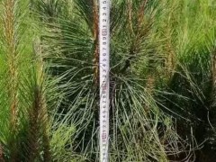 紅河扁柏，藏柏，濕地松，云南松，華山松，水冬瓜- 徐金紅香椿種植合作社圖5