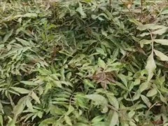 紅河扁柏，藏柏，濕地松，云南松，華山松，水冬瓜- 徐金紅香椿種植合作社圖2