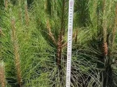紅河扁柏，藏柏，濕地松，云南松，華山松，水冬瓜- 徐金紅香椿種植合作社圖6