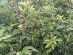 紅河扁柏，藏柏，濕地松，云南松，華山松，水冬瓜- 徐金紅香椿種植合作社圖7