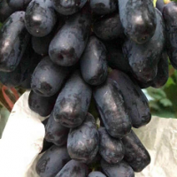 求購(gòu)陽(yáng)光玫瑰葡萄苗