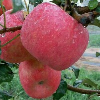 求購嘎啦蘋果，數(shù)量2萬斤