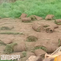 求購蘭引三號(hào)草坪，數(shù)量5萬平方貨發(fā)福建