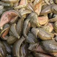 ?求購水蛭，要求活性600以上