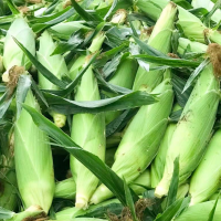 求購青貯玉米，數(shù)量5000噸