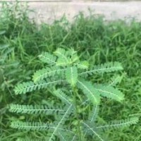 大量求購葉下珠，要求要綠桿的，不要紅桿的
