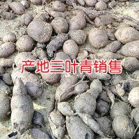 求購(gòu)三葉青干品