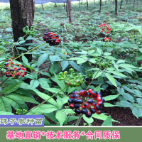求購家種珠子參鮮貨，毛重樓鮮貨