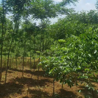 求購短梗刺五加200萬棵高度40公分起，黃柏苗50萬棵高度40公分起