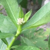 求購16袋水花生苗，數(shù)量50000顆