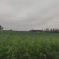 求購(gòu)：黃梔子種子