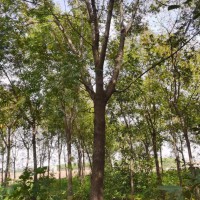 求購以下種子:花棒、沙打旺、巨柏、絹毛薔薇、醉魚草