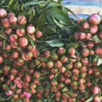 大量求購(gòu)三年兩年芍藥苗各300萬(wàn)