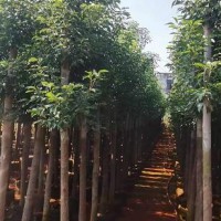 求購(gòu)斷根全冠香樟樹