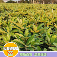 求購(gòu)五星枇杷杯苗，要求頭徑一公分起