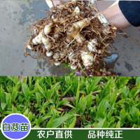 大量求購(gòu)白芨，石菖蒲，黃精