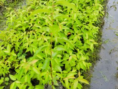 福建山櫻花袋苗 山櫻花袋苗 山櫻花無(wú)紡布杯苗圖1