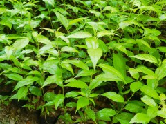 福建山櫻花袋苗 山櫻花袋苗 山櫻花無(wú)紡布杯苗圖6