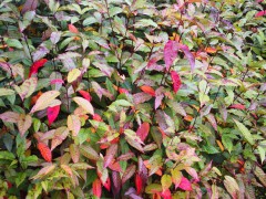 福建山櫻花袋苗 山櫻花袋苗 山櫻花無(wú)紡布杯苗圖4
