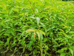 福建山櫻花袋苗 山櫻花袋苗 山櫻花無(wú)紡布杯苗圖5