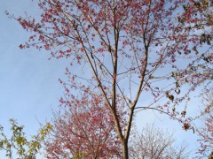 福建山櫻花袋苗 山櫻花袋苗 山櫻花無(wú)紡布杯苗圖3