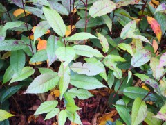 福建山櫻花袋苗 山櫻花袋苗 山櫻花無(wú)紡布杯苗圖2