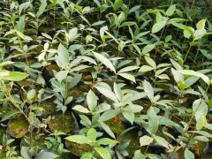 赤皮青岡袋苗 赤皮青岡苗 高度40厘米赤皮青岡圖1