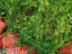 紅豆杉袋苗 紅豆杉杯苗 紅豆杉小苗價(jià)格圖7