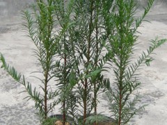紅豆杉袋苗 紅豆杉杯苗 紅豆杉小苗價(jià)格圖6