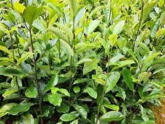 火力楠樹苗 火力楠種子 火力楠苗 醉香含笑苗 火力楠袋苗圖1