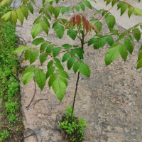 欒樹(shù)袋苗  黃山欒樹(shù)杯苗 臺(tái)灣欒樹(shù)容器苗