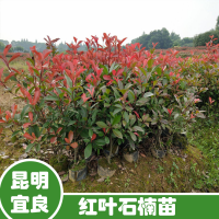 求購紅葉石楠棒棒糖地經十公分，數量200棵