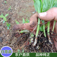 求購(gòu)白及干鮮貨