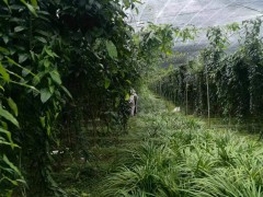 金果欖苗批發(fā)廠家圖1